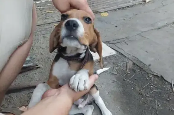 Пропала гончая, Новая Каменка, Пенз. обл. - photo