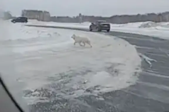 Объявления о пропавших и найденных животных, Юргинский городской округ, фото: Найдена собака, Кемеровская область