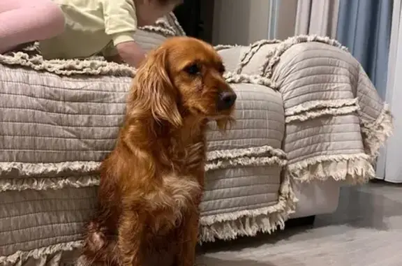 Найдена собака, Ессентуки, фото: Спаниель найдена: Просторная 34, Ессентуки