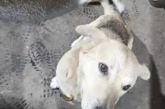 Найдена собака, Конаково, фото: Собака найдена по адресу Свободы, 206, Конаково