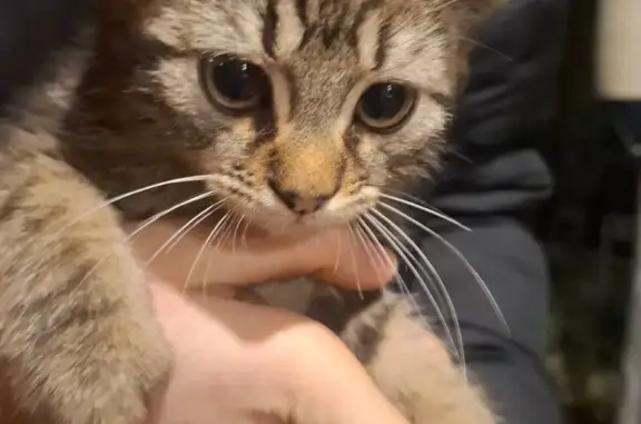 Найдена кошка, Краснодар, фото: Найдена кошка, Ореховая ул. 74, Краснодар