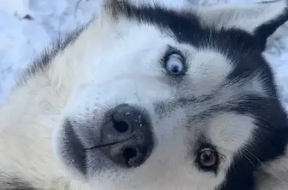 Собаки потеряшки, Топольки, фото: Потеряшка хаски, Южная ул., Топольки