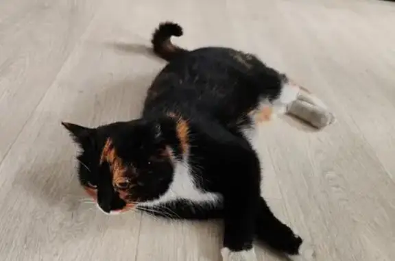 Объявления о пропавших и найденных животных, Черногорск, фото: Трёхцветная кошка найдена, Енисейская ул.