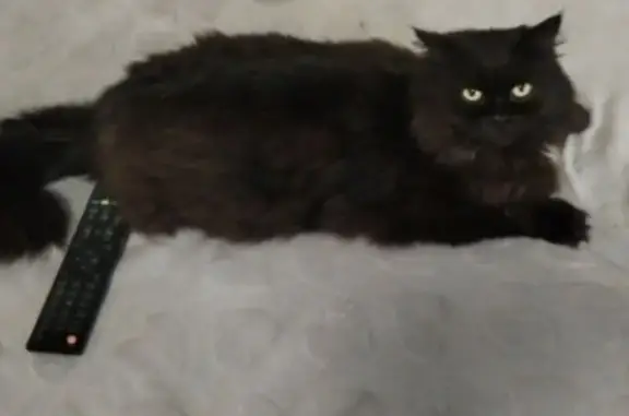 Пропала кошка, Наушкинская 26А, Улан-Удэ - photo