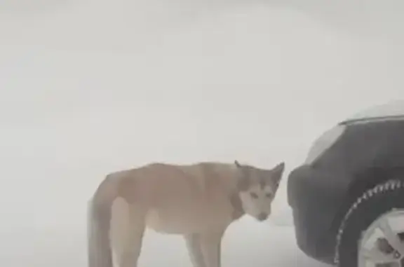 Найденные животные Новый, фото: Найдена собака в Новый, Калужская обл.