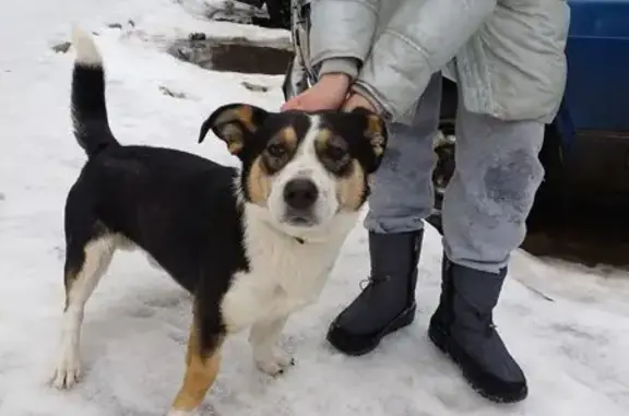 Найдена собака, Воронеж, фото: Найдена собака, Воронеж, Воронежская обл.