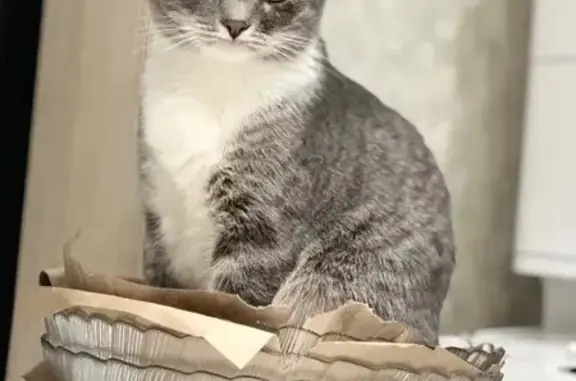 Пропала кошка Васька, ул. Новосёлов, 19 - photo