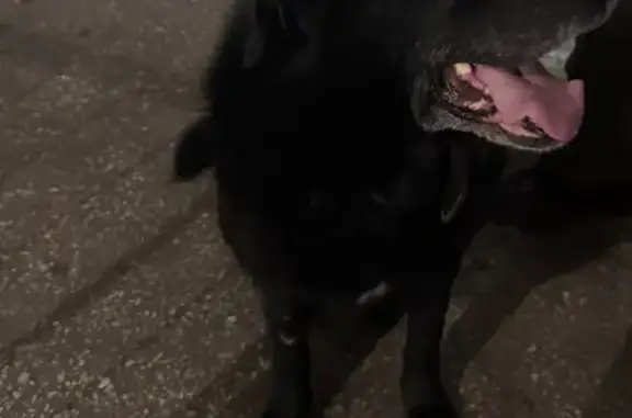 Найдена собака, Челябинск, фото: Найден пёс, ул. Труда, Челябинск