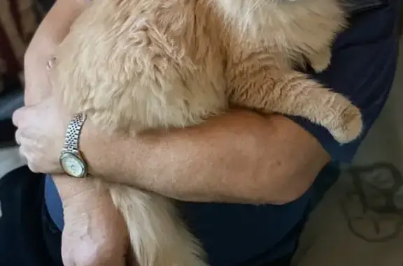 Кошки потеряшки, Апрелевка, фото: Потеряшка кошка, Апрелевка, Л. Толстого 15