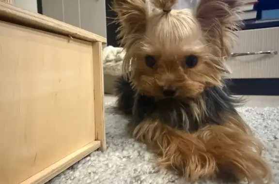 Пропала собака, Симоновский Вал, 20 к2 - photo