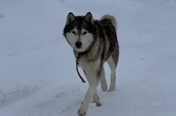Найдена собака, Истра, фото: Собаки найдены в Истре, мкрн Истра-1