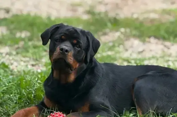 Пропала собака, Тропа здоровья, Шадринск - photo