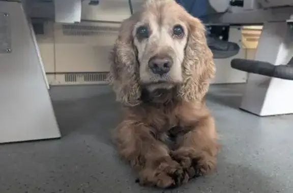 Пропала собака, Зелёный пер. 1, Иркутск - photo