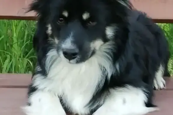 Собаки потеряшки, деревня Миганово, фото: Потеряшка собака, Варечки, Смоленская обл.