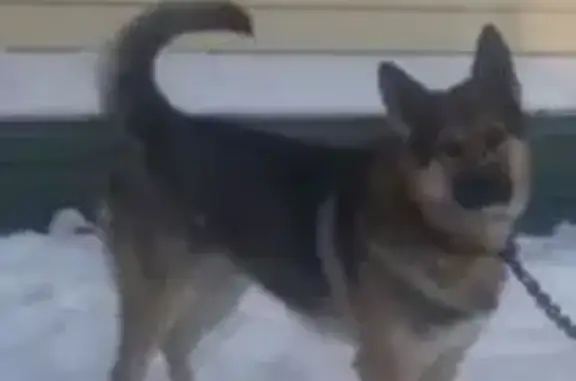 Пропала собака, Корфовское, Ошейником 94 - photo