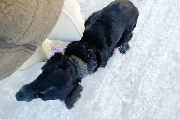 Найдена собака, Челябинск, фото: Найден спаниель, ул. Кузнецова 37, Челябинск