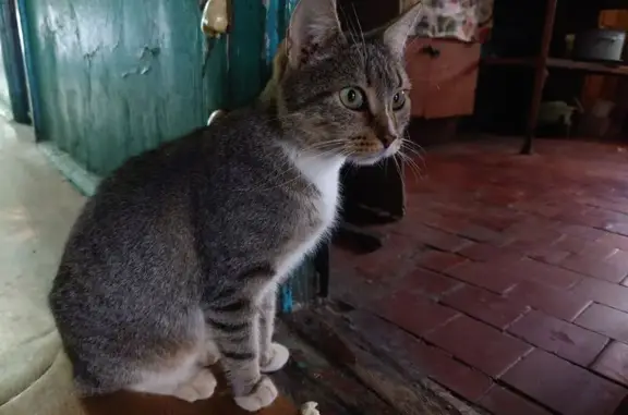 Найдена кошка, Брянск, фото: Кошка найдена: ул. Гоголя, 9, Брянск