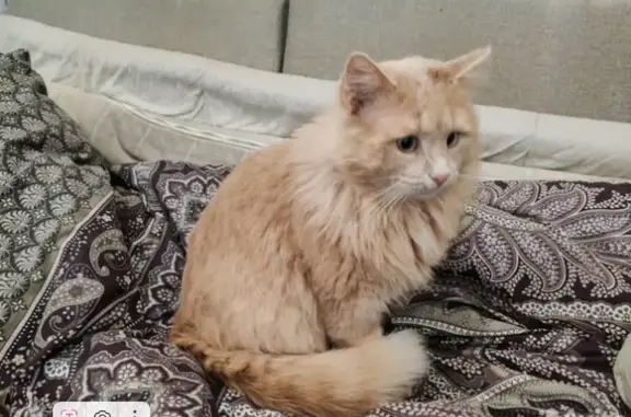 Найдена кошка, Дзержинск, фото: Кошка найдена, Речное шоссе, Дзержинск