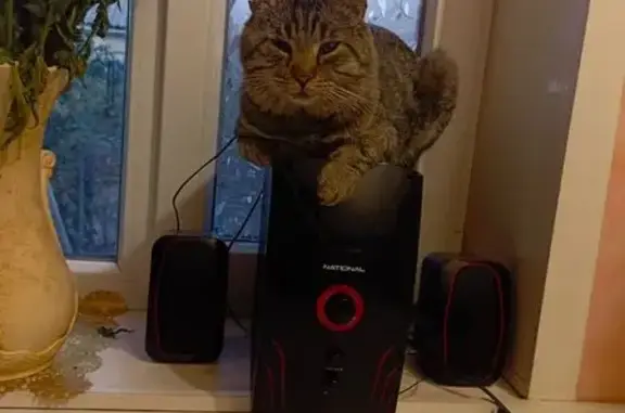 Пропала кошка, ул. Заслонова, Воронеж - photo