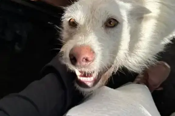 Пропала собака, Советская ул., Дубровичи - photo