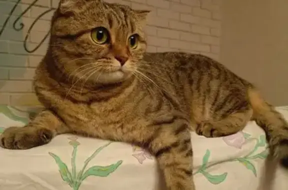 Кошки потеряшки, Москва, фото: Потеряшка кошка у дома 38, Новочерёмушкинская