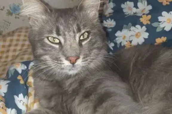 Кошки потеряшки, Ростов-на-Дону, фото: Потеряшка кошка, Русская ул. 23, Ростов-на-Дону