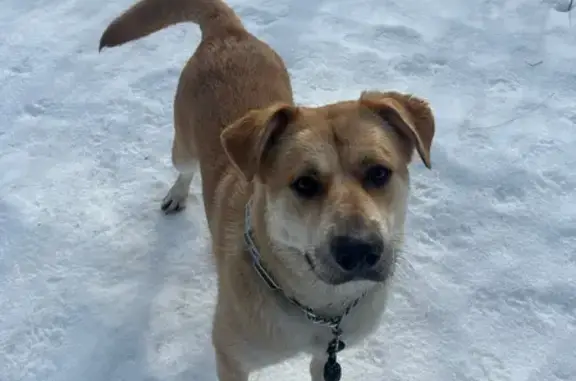 Собаки потеряшки, Северодвинск, фото: Потеряшка собака, Арктическая ул, 18