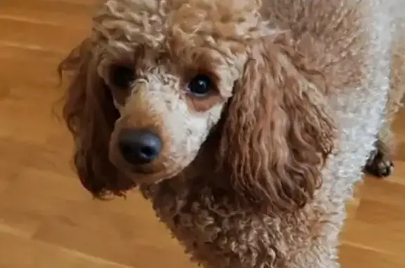 Пропала собака на Ижевской 56, Челябинск - photo