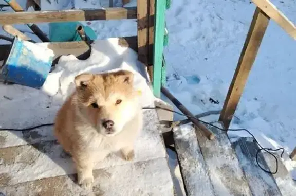 Объявления о пропавших и найденных животных, Улан-Удэ, фото: Собака найдена: Щорса 22, Улан-Удэ
