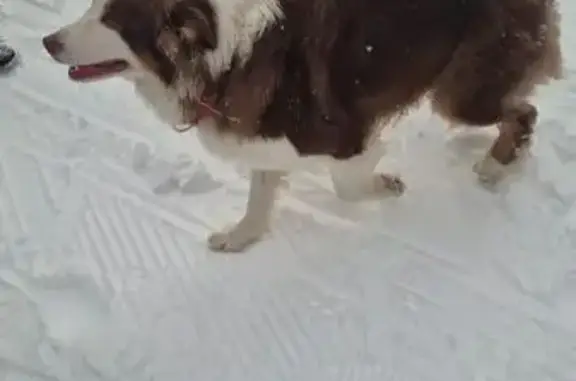 Найдена собака, Пересвет, фото: Собака найдена, ул. Бабушкина, 1, Пересвет