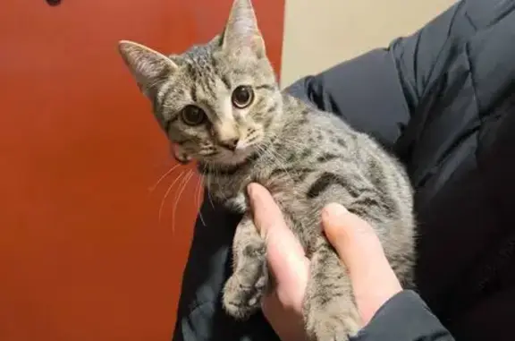 Найдена кошка, Ярославль, фото: Кошка найдена: ул. Ухтомского, 11, Ярославль