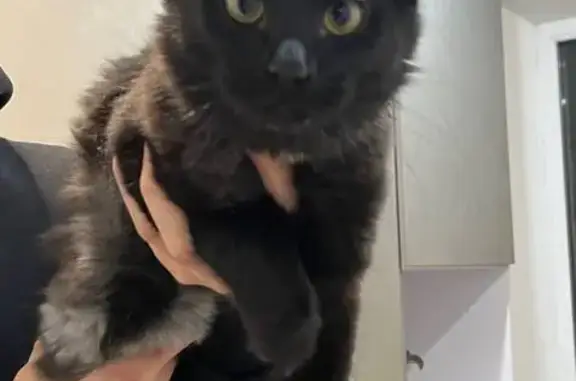 Пропала кошка, Чебоксары, Гражданская 86 - photo