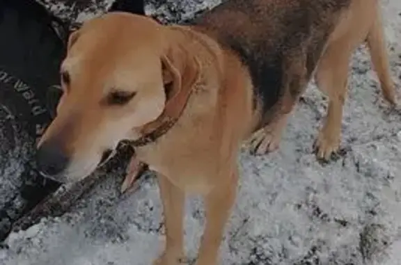 Пропала собака в Репьевке, Самарская обл. - photo