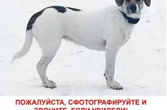 Собаки потеряшки, Сколково, фото: Потеряшка собака, Сколково 55
