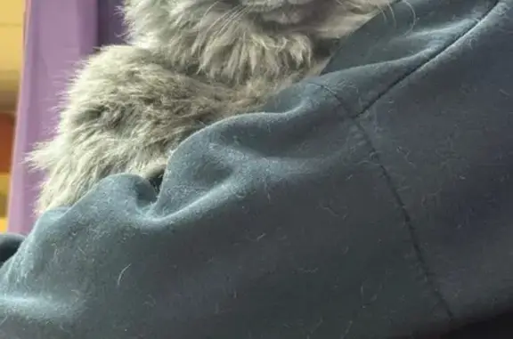 Найдена кошка, Тула, фото: Кошка найдена, ул. Дементьева, 8, Тула