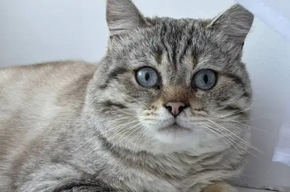 Найдена кошка, Казань, фото: Кошка найдена: 2-я Аракчинская, 11, Казань