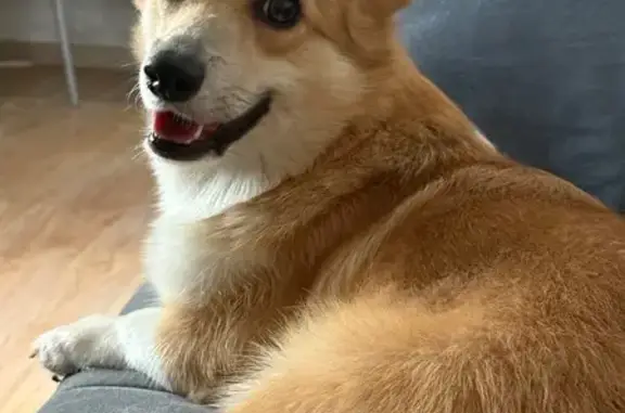 Пропала собака, ул. Гагарина 32, Терезе - photo