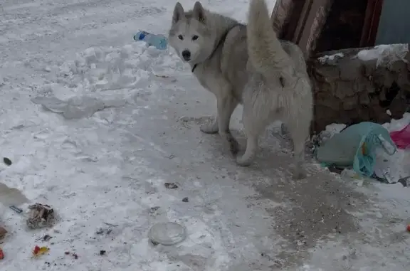 Объявления о пропавших и найденных животных, Омск, фото: Собака найдена на дачах, пос. Новостройка