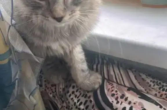 Кошки потеряшки, Королёв, фото: Потеряшка кошка, Пионерская 29/11, Королёв