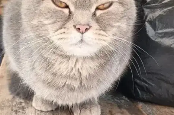 Найдена кошка, Бийск, фото: Кошка найдена: Краснооктябрьская 76А, Бийск