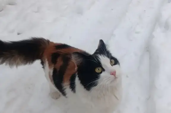 Объявления о пропавших и найденных животных, Калининград, фото: Кошка найдена на Невского, 44, Калининград