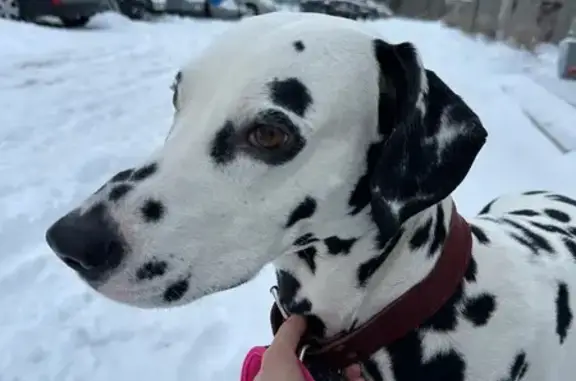 Объявления о пропавших и найденных животных, Тверь, фото: Далматин найден: Медовая ул., 3А, Тверь