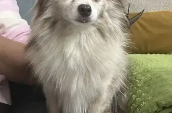 Найдена собака, Котельники, фото: Найдена собака, Котельники, ул. Кузьминская