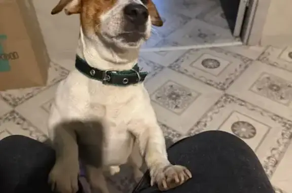 Пропала собака в Коммунарке, Москва - photo