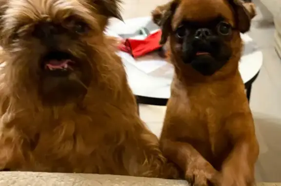 Пропали собаки в Грузино, Ленобласть - photo