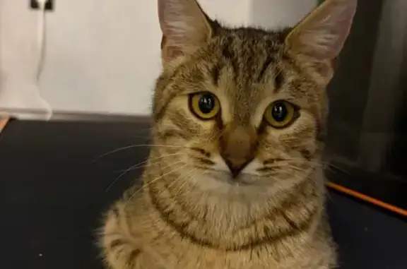 Найдена кошка, Лаишево, фото: Кошка найдена ночью в пос. совхоза 25 Октября