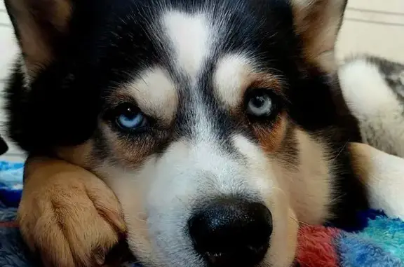 Пропала хаски, ул. Советской Армии, Барнаул - photo