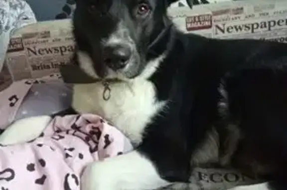 Пропала собака, ул. Генерала Хрулёва - photo