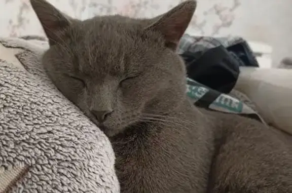 Кошки потеряшки, Разумное, фото: Потеряшка кошка, Разумное, Белгородская обл.