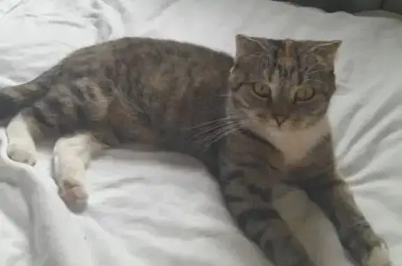 Пропала кошка, ул. Грибоедова 16, Птз. - photo